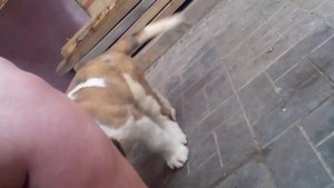 Щенки сенбернара