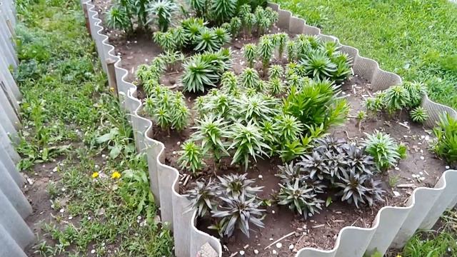 🌷 Открываем розы после зимы//🌹 Все ли перезимовали?💐Дальнейшие действия!