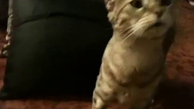 Savannah cat and jungle bob cats sitting смотреть онлайн