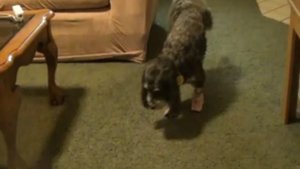 Смешная собачья походка