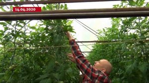 Ранний красный томат ЦИТУС от компании Sakata. Всегда стабильный и отличный результат.