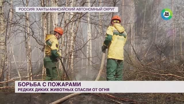 МИР24_Борьба с лесными пожарами в ХМАО и Свердловской области