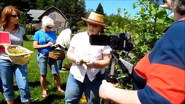 Herbs and Identification смотреть онлайн