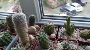 Кактусы и суккуленты.Тема - ответы на вопросы о поливе,подкормках.  Обзор от 5 августа...