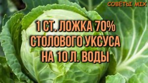 Как бороться с блошкой на капусте. Уникальный рецепт от вредителей на огороде для дачников