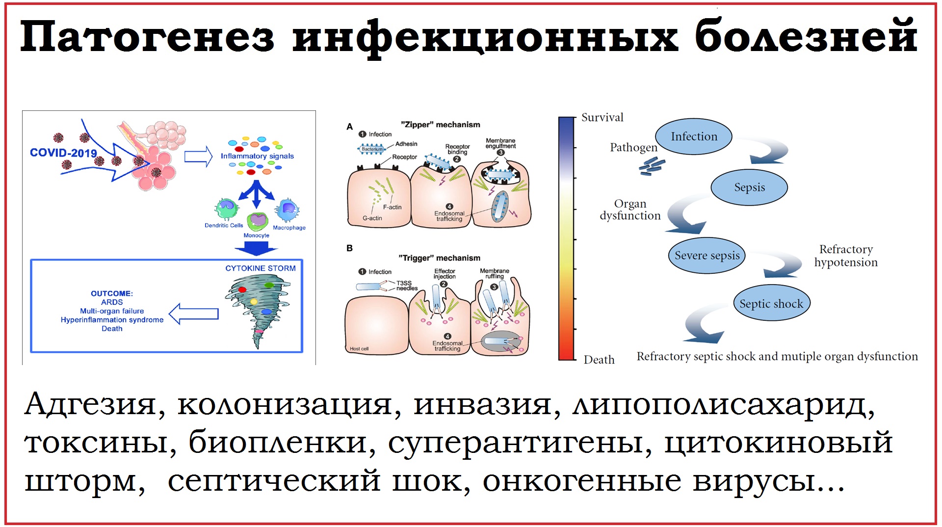 10. Патогенез инфекционных заболеваний