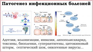 10. Патогенез инфекционных заболеваний