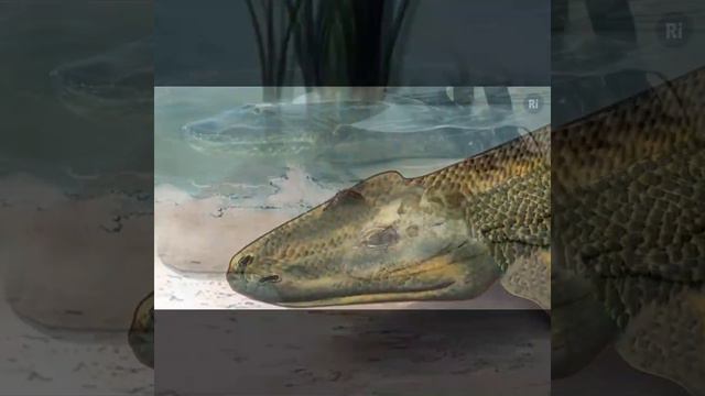 #12 World Ocean Day Countdown: TETRAPODS (like us!) смотреть онлайн