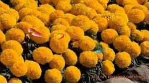 Бархатцы прямостоячая Голд ? прямостоячая бархатцы Голд обзор: как сажать, семена бархатцев Голд