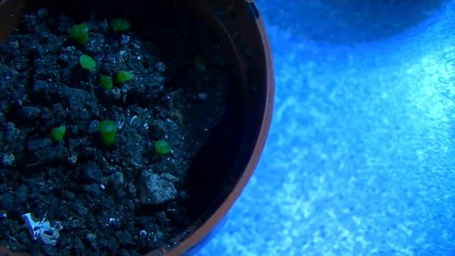 Как я вырастил литопсы из семян смотреть онлайн