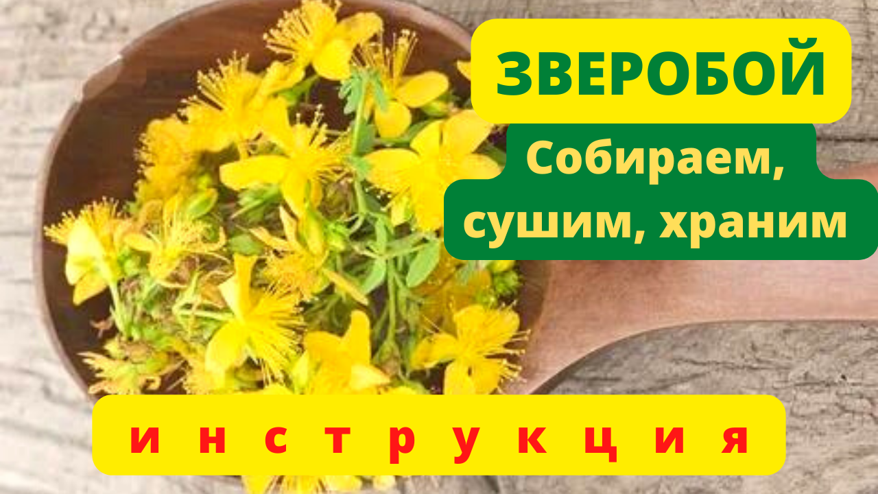 Как правильно сушить зверобой. Сушка зверобоя. Зверобой высушенный. Зверобой что собирать. Зверобой трава как сушить и хранить.