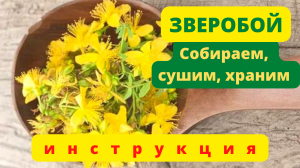 Зверобой. Инструкция по сборке и сушке.