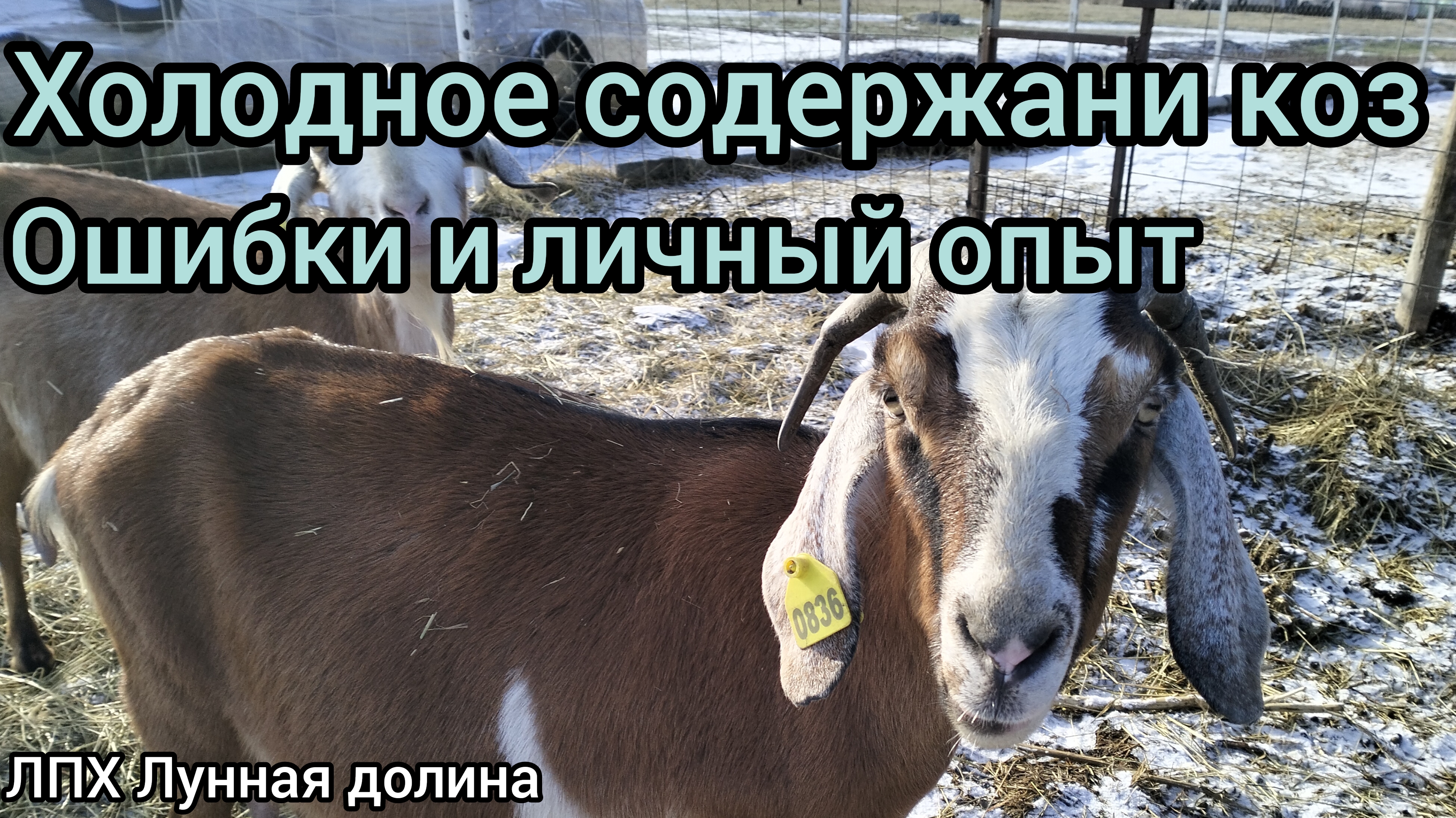 Холодное содержание коз. Ошибки и опыт.