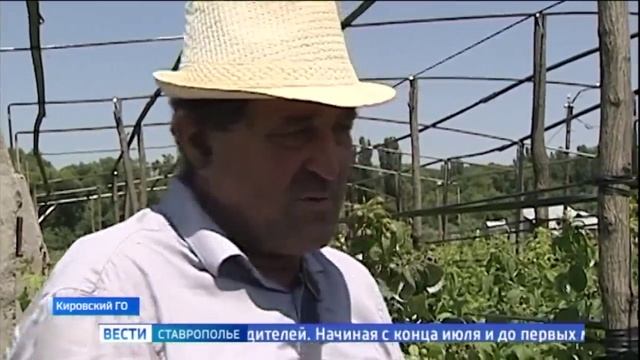 На Ставрополье начался сбор нового урожая малины