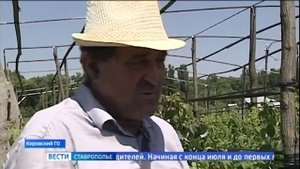 На Ставрополье начался сбор нового урожая малины