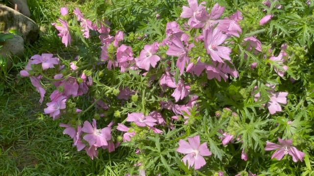 Июль в Саду 12 июля 2022 часть 1 смотреть онлайн