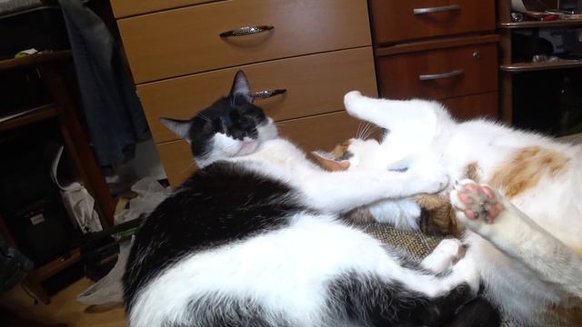 Кошки на позитиве // Антистресс смотреть онлайн