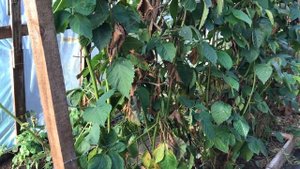 Прайм Арк Фридом в теплице -  зимняя обрезка