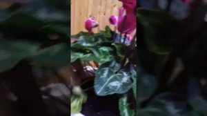 пересадка цикламена после покупки