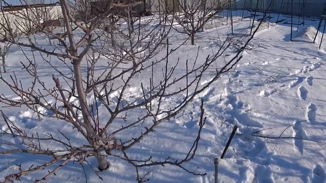 Красивая КРОНА у ГРУШИ результат ДВУКРАТНОЙ ОБРЕЗКИ. Как заставить ЖИРОВИКИ ПЛОДОНОСИТЬ. смотреть онлайн