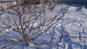 Красивая КРОНА у ГРУШИ результат ДВУКРАТНОЙ ОБРЕЗКИ. Как заставить ЖИРОВИКИ ПЛОДОНОСИТЬ.