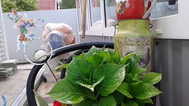 Как воспользоваться идеей.Горшечный садик.Кашпо из камешков.