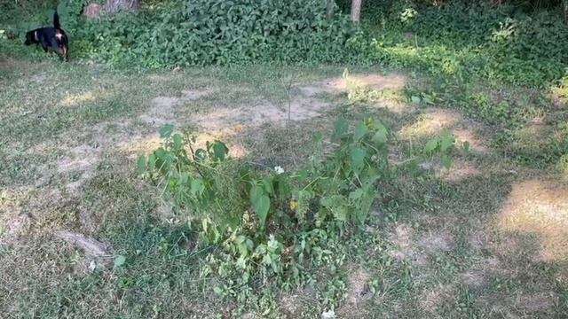 Rose of Sharon benefits смотреть онлайн