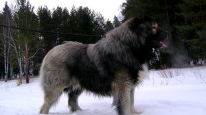 Самые Агрессивные Породы Собак в Мире