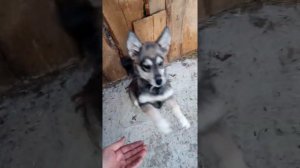 Питание лис.Домашняя лиса