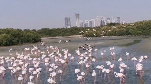 Ras Al Khor Wildlife Sanctuary Dubai||Flamingoes in Dubai||Kids Travel Vlog||