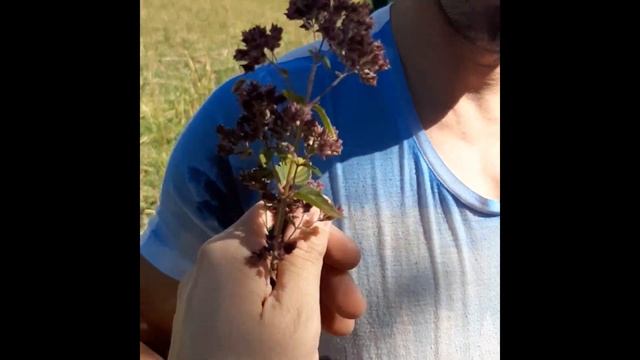 В горы на мотоцикле. Яблоневые сады. Горная трава Душица. смотреть онлайн