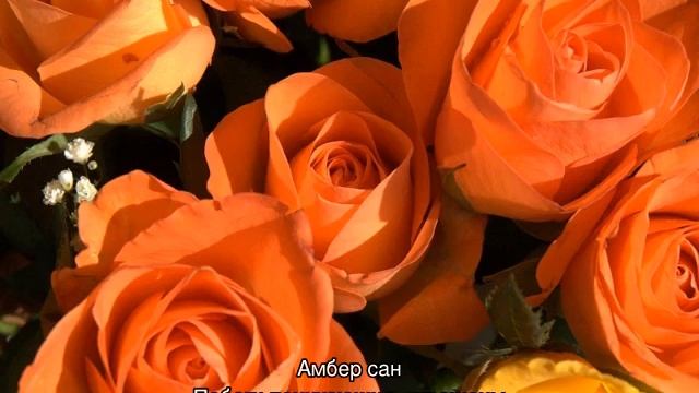 Оранжевые розы — описание лучших сортов смотреть онлайн