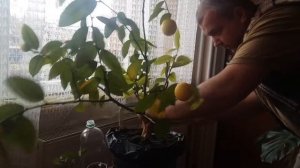 Правильная Формировка Кроны лимона