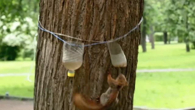 Red Squirrel vs. Grey Pigeon - City Walks смотреть онлайн