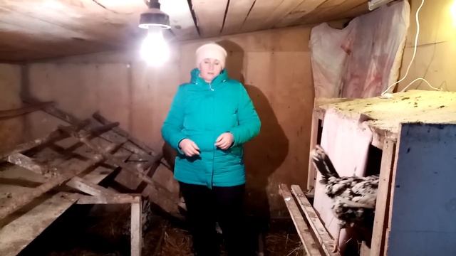 Почему в холодном курятнике мои куры несут яйца. Как я смогла увеличить яйценоскость  кур зимой.