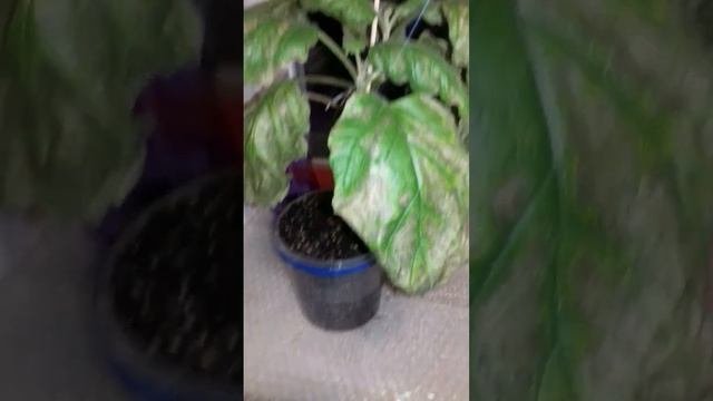 Пересадка баклажанов в большие горшки. Выращивание дома