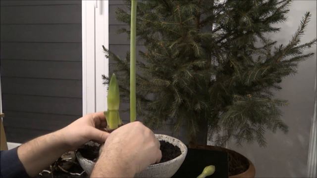 Amarylis - sadzenie cebulek by zakwitły na Święta Bożego Narodzenia ❤️🎄❤️ смотреть онлайн