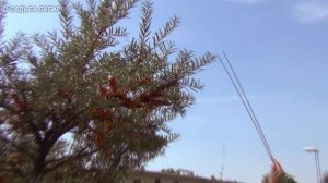 Облепиха. Сбор урожая и обрезка.