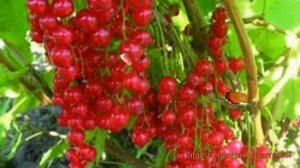 Смородина красная Щедрая (ribes rubrum) ? Щедрая обзор: как сажать, саженцы смородины Щедрая