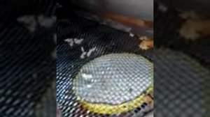 Высокотемпературная зимовка пчел