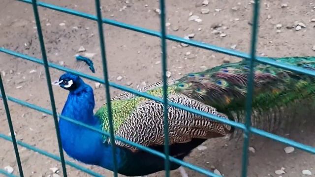 АРТЕК: день 14 ❣️ (влог про олю, которую укусила лошадь) ФЕРМА, ЛАЗЕРТАГ, ЗВЕЗДА АРТЕКА, ФОТОСЕССИЯ смотреть онлайн