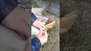 Серые гуси. Определение пола 2-х месячных гусят.