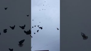 Николаевские голуби г. Усмань
