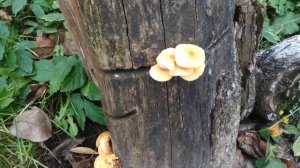 Зимние опята( фламулина ) в саду