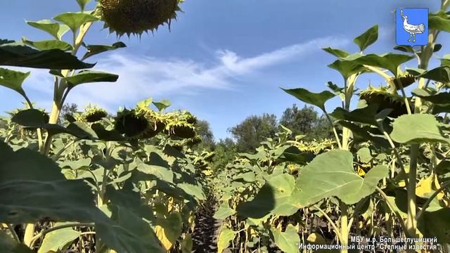 Большеглушицкий агровестник 27. 08. 2020 г.  Технология возделывания гибридов подсолнечника.