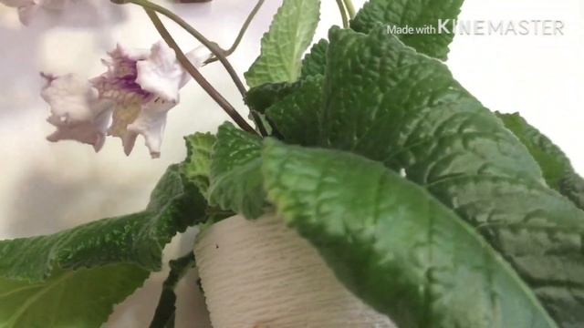 Сборная солянка. Новые фиалки,стрепсы, колеусы смотреть онлайн