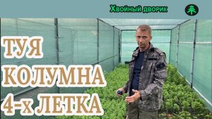 Туя западная колоновидная Колумна в 4 х летнем возрасте,на сезон осень 2021 года.