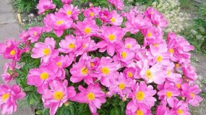 Пион,поднимающий настроение.Праздник цветения пиона  Дансинг Баттерфляй. 9 июня 2022г.