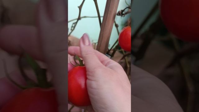 ВЛОГ. ПОМИДОРЫ В ДЕКАБРЕ ?!!! ХОЖУ ПО ГОСТЯМ.