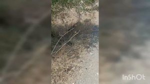 Israel Река Иордан, Галилея, Даман - скалистый заяц